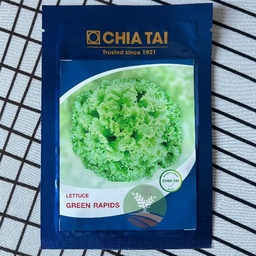 Chai Tai Lettuce