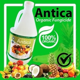 Antica 1L